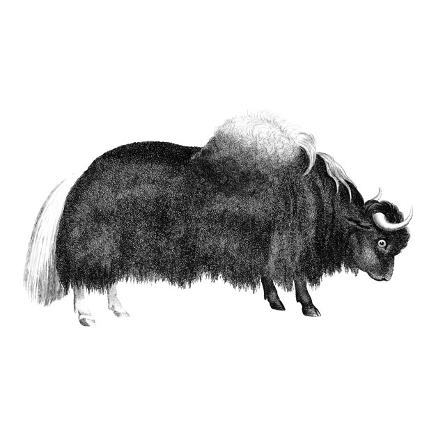 626x626 Yak Vectors, Photos And Free Download