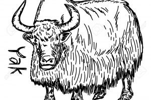 300x200 Yak Vector Illustration Sketch Hand Drawn With Black Lines, Is
