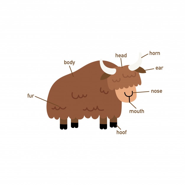 626x626 Cute Yak Vector Vectors, Photos And Free Download