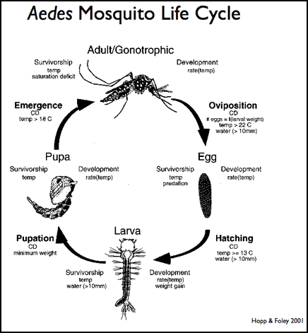 Infection Landscapes Yellow Fever 436x471 Infection Landscapes Yellow Fever