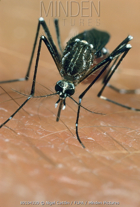 Minden Pictures Stock Photos 472x700 Minden Pictures Stock Photos