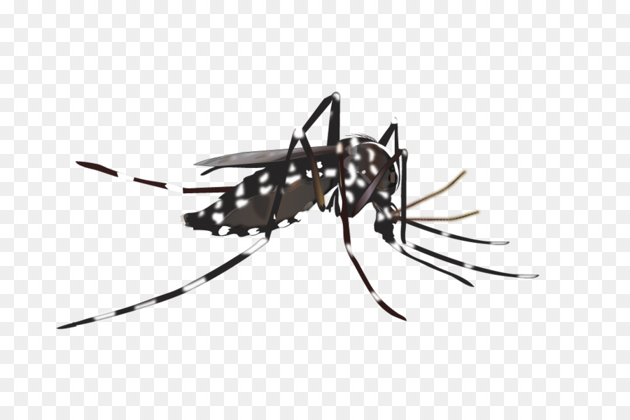 Mosquito Cartoon Clipart 900x600 Mosquito Cartoon Clipart