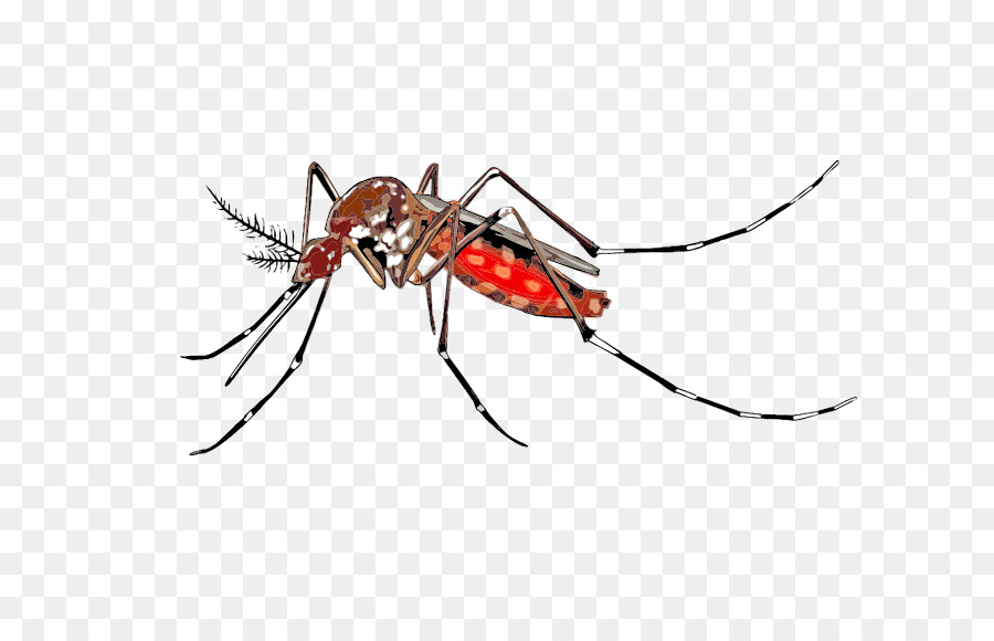 Mosquito Cartoon Clipart 900x580 Mosquito Cartoon Clipart