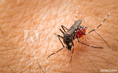 500x311 Aedes Aegypti Mosquito Close Up A Mosquito Sucking Human Blood
