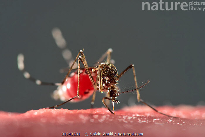 Nature Picture Library 700x466 Nature Picture Library