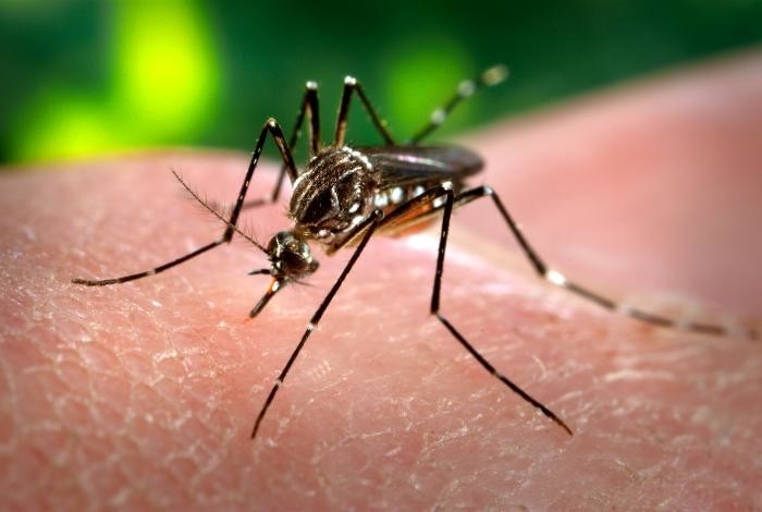 No Zika Vaccine In Sight, But Modified Yellow Fever Virus Vector 700x470 No Zika Vaccine In Sight, But Modified Yellow Fever Virus Vector