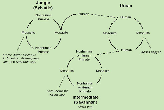 Transmission Of Yellow Fever Virus 574x387 Transmission Of Yellow Fever Virus