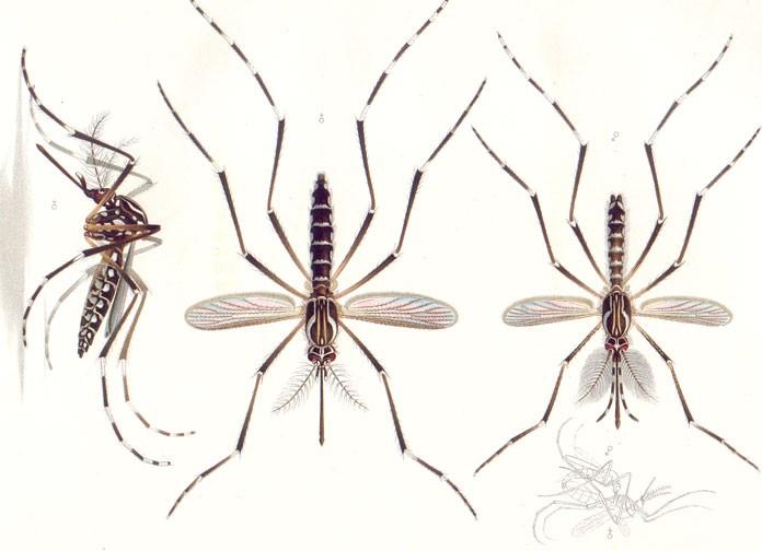 What Is Yellow Fever Disease And Causation In Environmental 696x504 What Is Yellow Fever Disease And Causation In Environmental