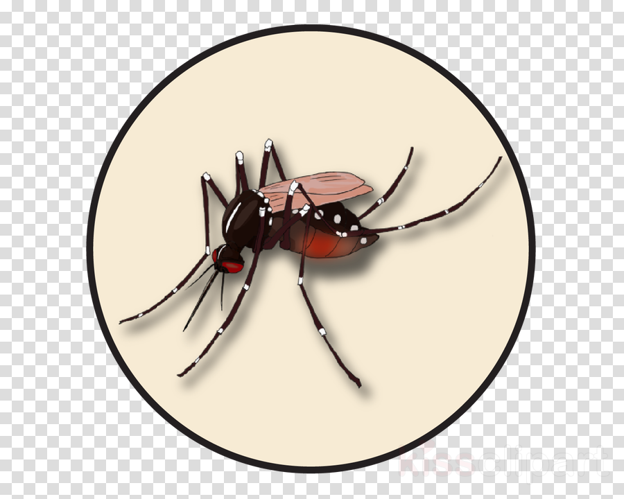 Yellow Fever Vector at Vectorified.com | Collection of Yellow Fever