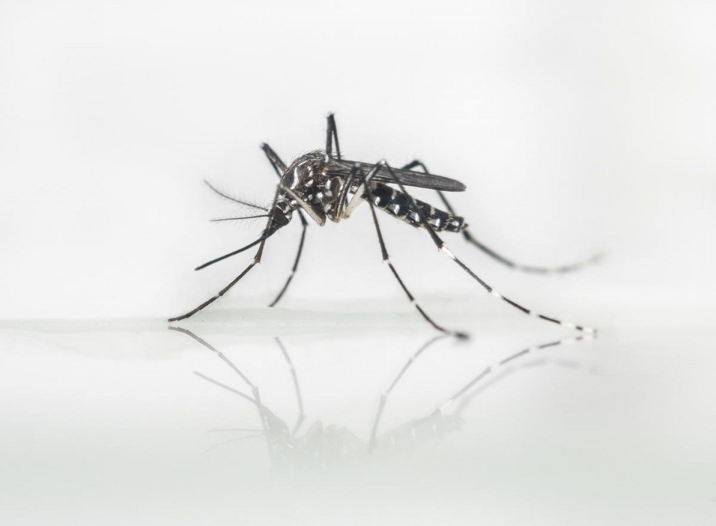 Yellow Fever Mosquito Found In Lake Forest Handandbeak 1440x1058 Yellow Fever Mosquito Found In Lake Forest Handandbeak