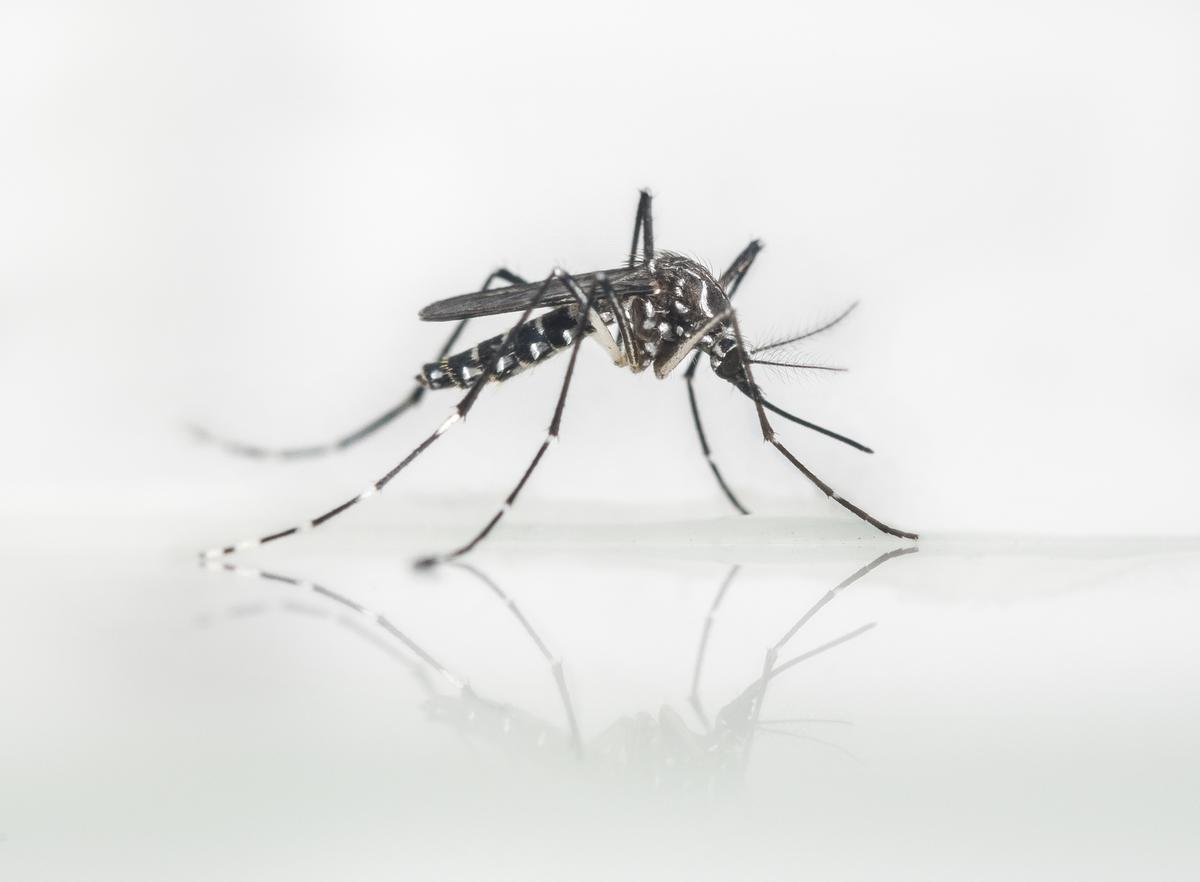 Yellow Fever Mosquito Found In Lake Forest Orange County Register 1200x882 Yellow Fever Mosquito Found In Lake Forest Orange County Register