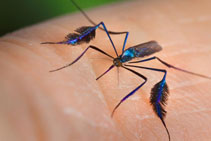 Garfield County, Yellow Fever Vaccine 211x141 Garfield County, Yellow Fever Vaccine