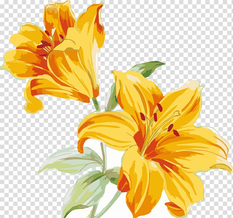 Two Yellow Flowers Illustration, Flowers Background Elements 800x746 Two Yellow Flowers Illustration, Flowers Background Elements