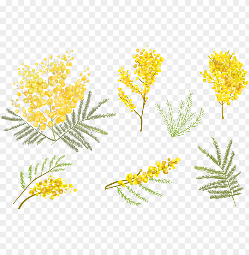 Oldenrod Drawing Watercolor 840x859 Oldenrod Drawing Watercolor