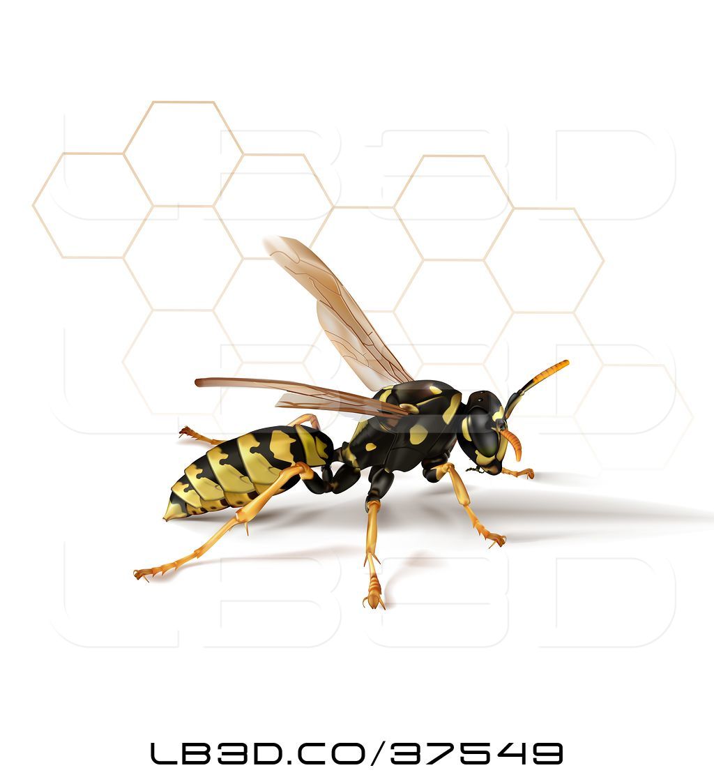 1024x1124 Vector Illustration Of Yellow Jacket Wasp With A Shadow