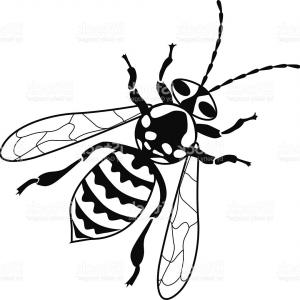 300x300 Yellow Jacket Bee Vector Illustration In Black And White Gm