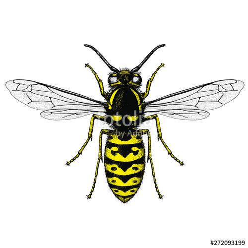 500x500 Illustration Of A Prairie Yellowjacket