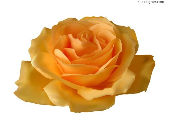 Yellow Rose Vector