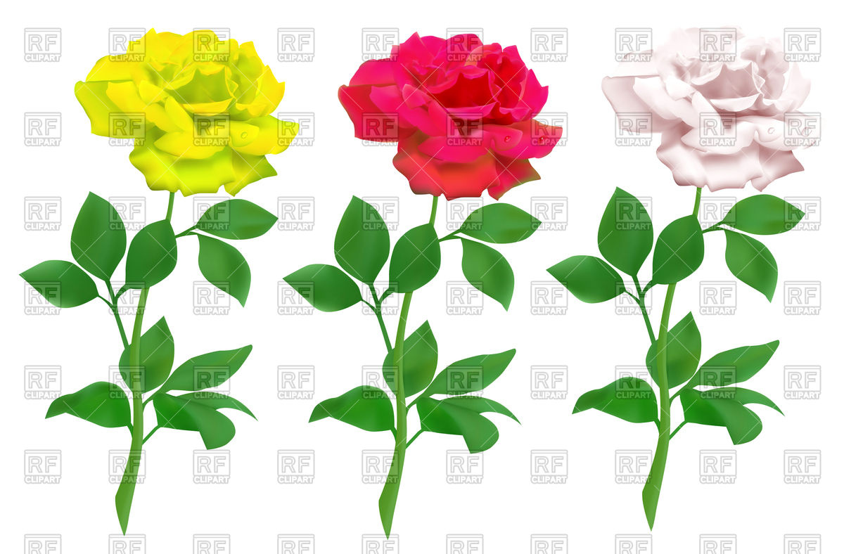 1200x788 Red, Yellow And White Rose Vector Image Of Plants And Animals