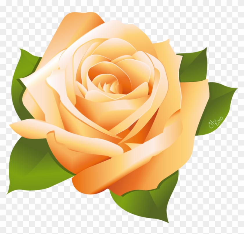 840x804 Rose Vector