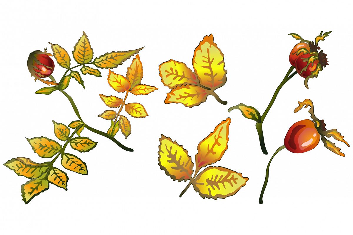 1200x800 Vector Autumn Yellow Rose Hip Plant Png Set
