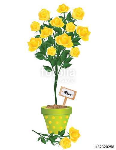 387x500 Yellow Rose Stock Image And Royalty Free Vector On Fotolia