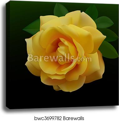 382x390 Yellow Rose Vector, Canvas Print Barewalls Posters Prints