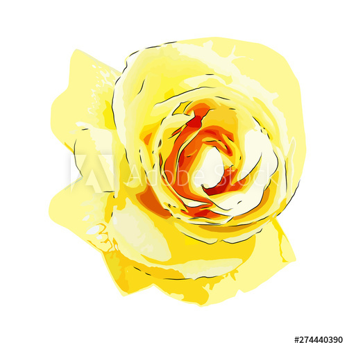 500x500 Yellow Rose Vector Illustration Isolated On White Background