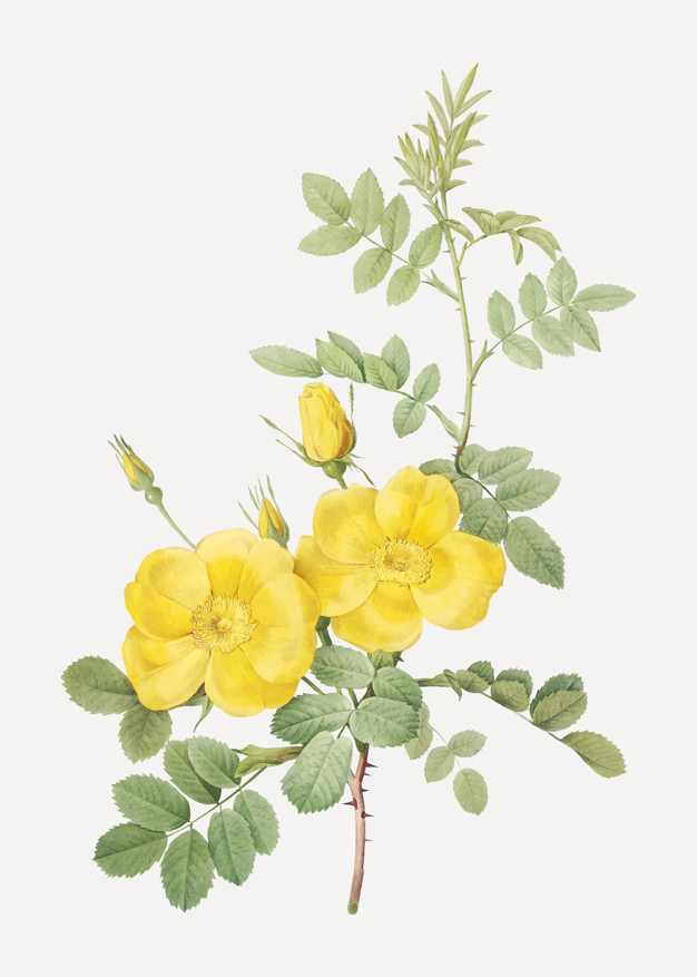 626x877 Yellow Sweetbriar Roses Vector Free Download