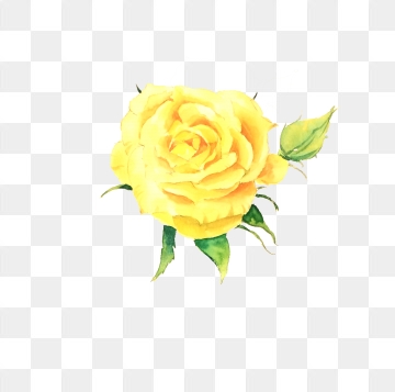 360x357 Free Download Yellow Rose Reflection Png Images, Rose Clipart