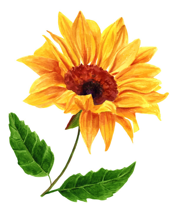 600x722 Sunflower Watercolor Vector Free Download