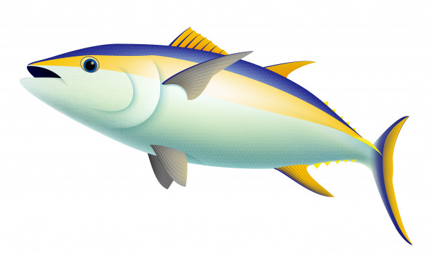 626x374 Realistic Yellowfin Tuna Fish Vector Premium Download