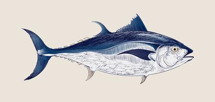 422x200 Tuna Free Vector Art