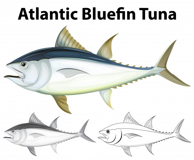 626x518 Tuna Vectors, Photos And Free Download