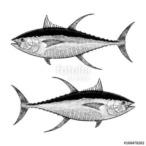 500x500 Yellowfin Tuna Illustration Stock Image And Royalty Free Vector