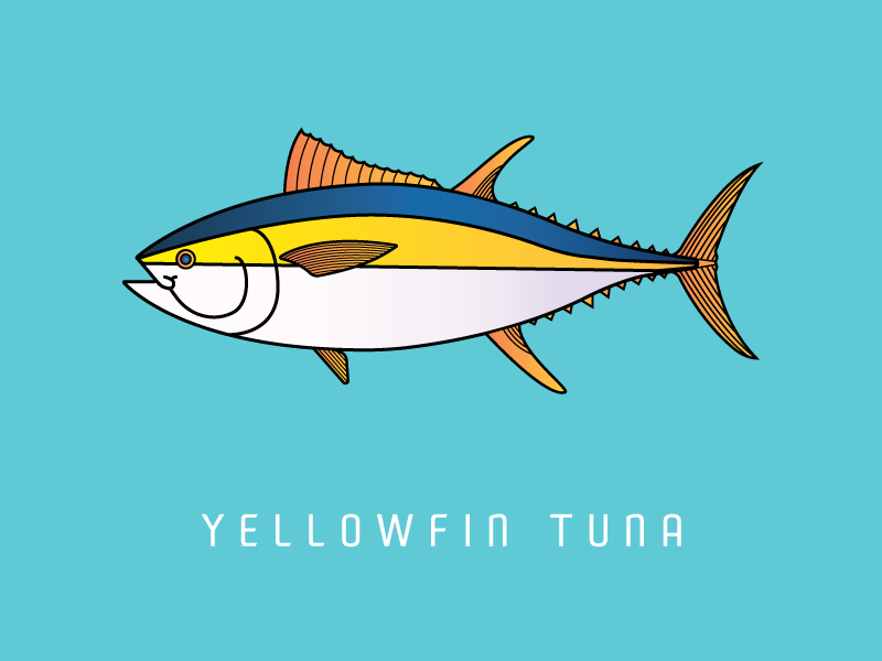 800x600 Yellowfin Tuna