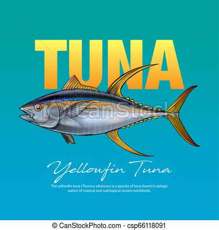 449x470 Yellowfin Tuna Vector Illustration, Infographic Of Yellowfin Tuna