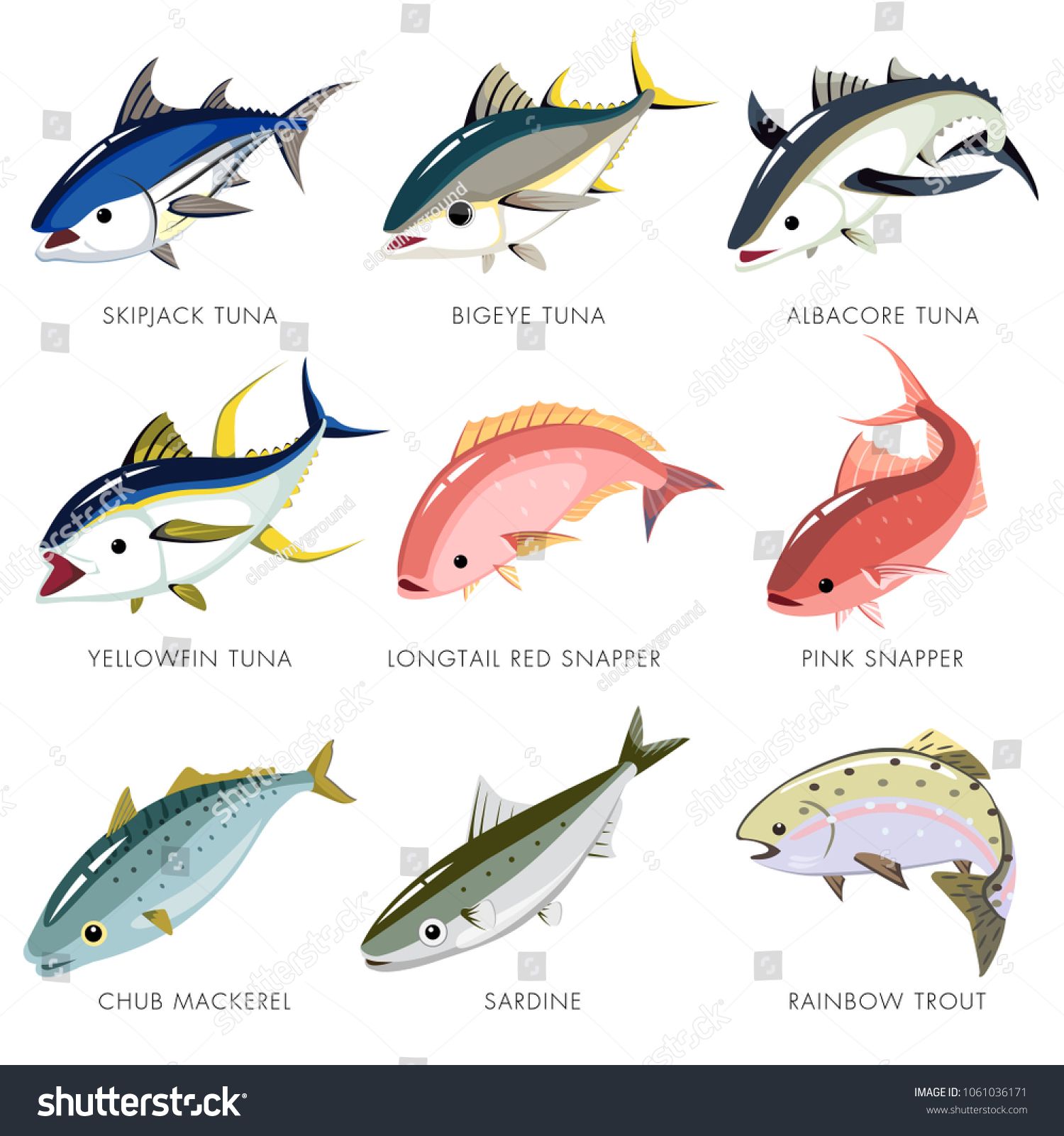 1500x1600 Fish Vector Isolated, Skipjack Tuna, Bigeye Tuna, Albacore Tuna