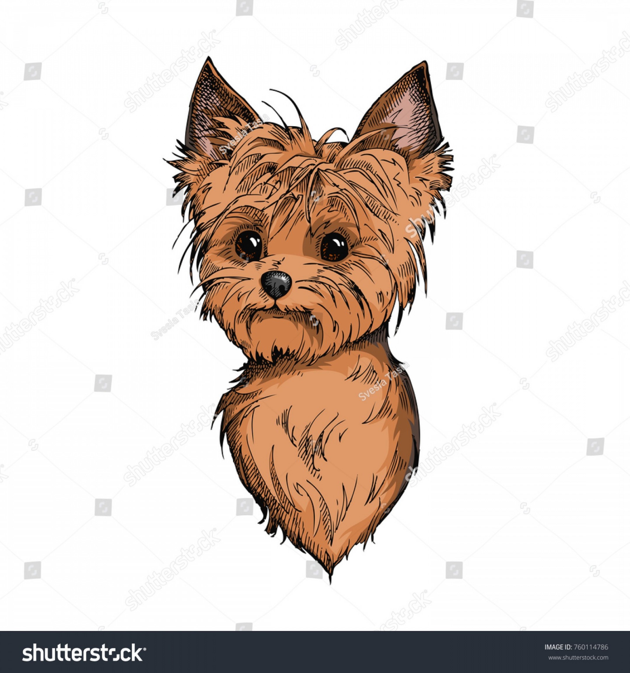 Download Yorkie Vector at Vectorified.com | Collection of Yorkie ...