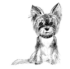 Yorkie Vector at Vectorified.com | Collection of Yorkie Vector free for ...