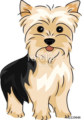 343x500 Yorkshire Terrier Stock Image And Royalty Free Vector