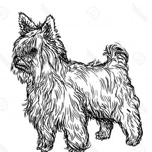 Yorkie Vector at Vectorified.com | Collection of Yorkie Vector free for ...