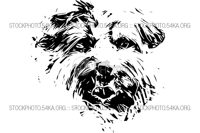 647x431 Yorkshire Terrier Dog Hand Drawn Vector Sketch