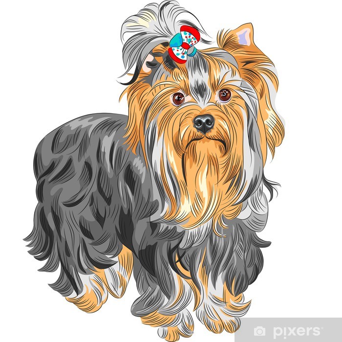700x700 Vector Cute Pedigreed Dog Yorkshire Terrier Sticker We