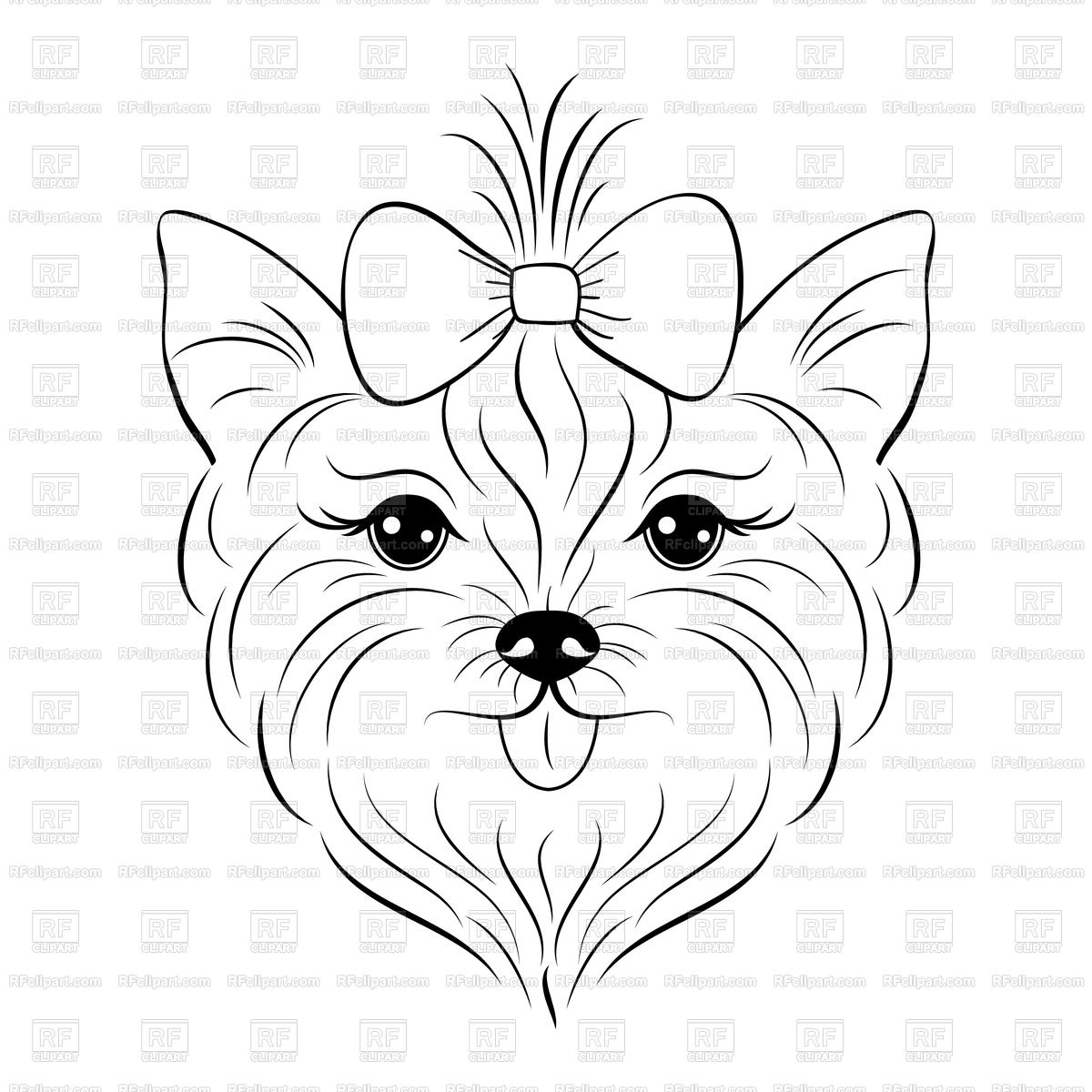 1200x1200 Head Of Yorkshire Terrier Isolated On White Background Vector