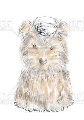 283x400 Male Teacup Yorkie Vector Image Of Plants And Animals Arkela