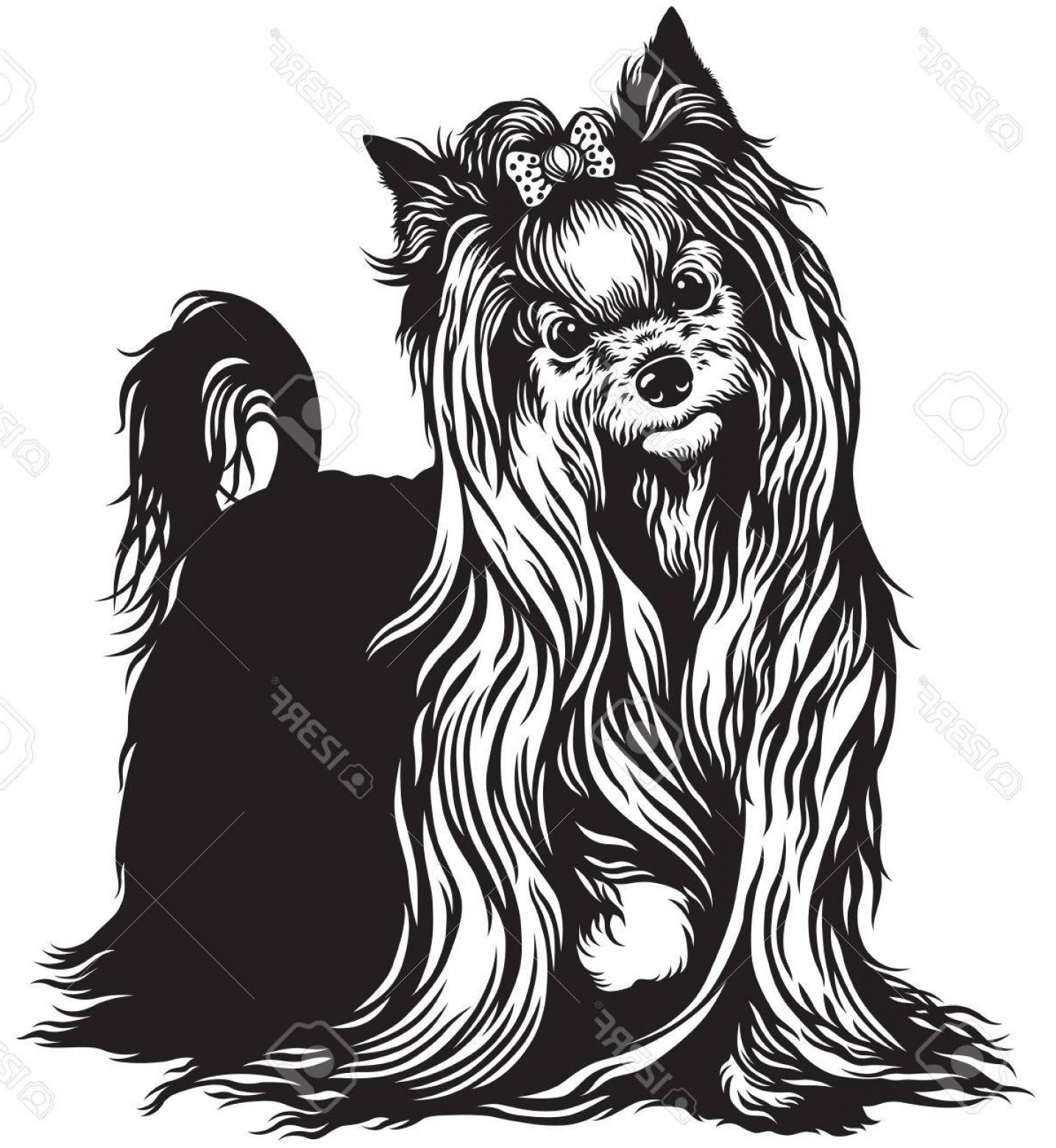 1435x1560 Photostock Vector Yorkshire Terrier Dog Black And White Image
