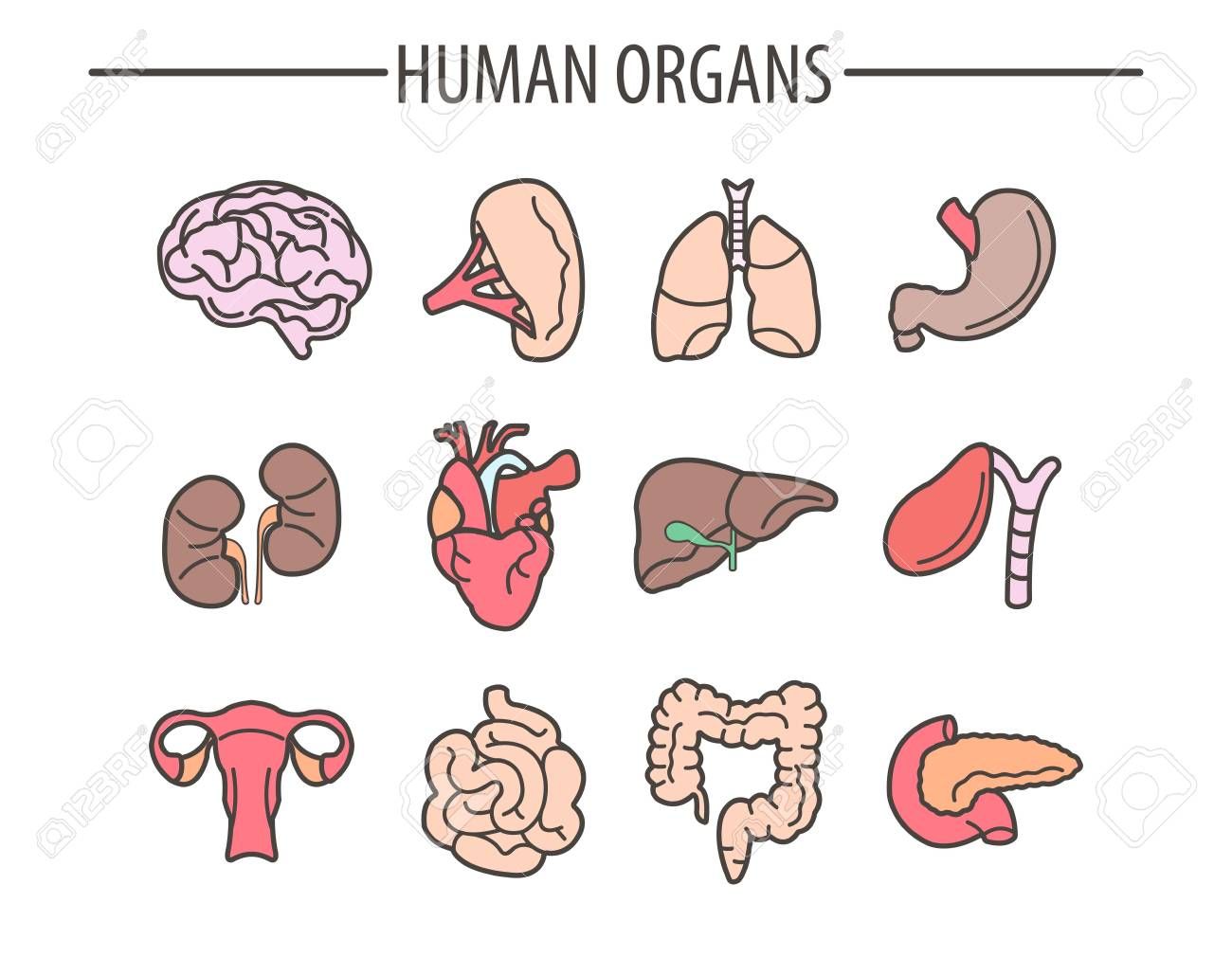 Human organs. Анатомические Стикеры. Орган вектор. Ребёнок иконка анатомия.