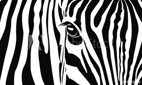 500x300 Zebra A Zebra Head On White Background Vector Illustration