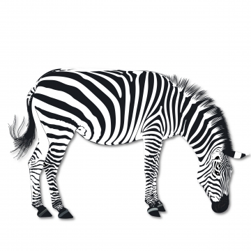 360x360 Zebra Head Png Images Vector And Free Download